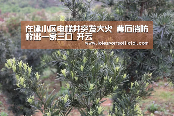 在建小区电梯井突发大火 黄石消防救出一家三口_开云(图1)